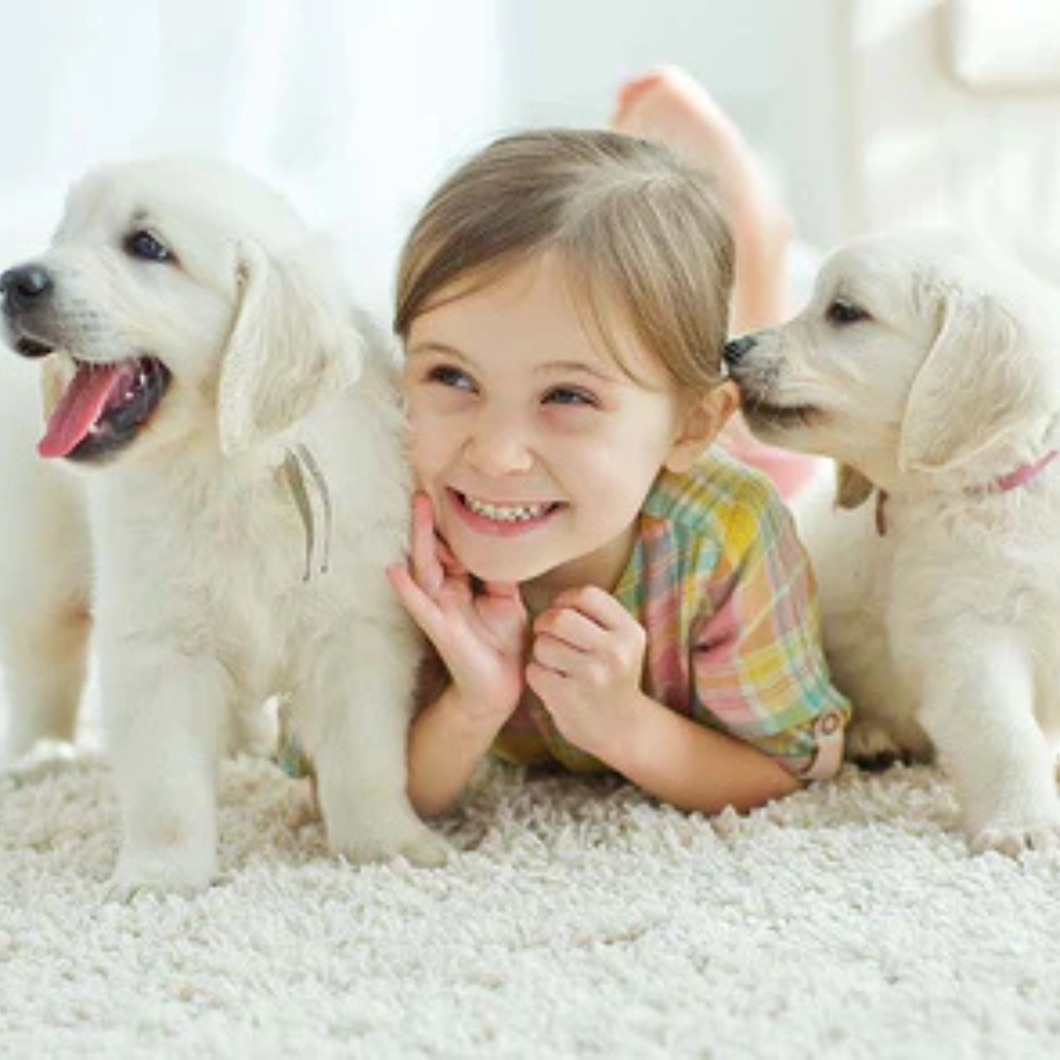 Pet Grooming